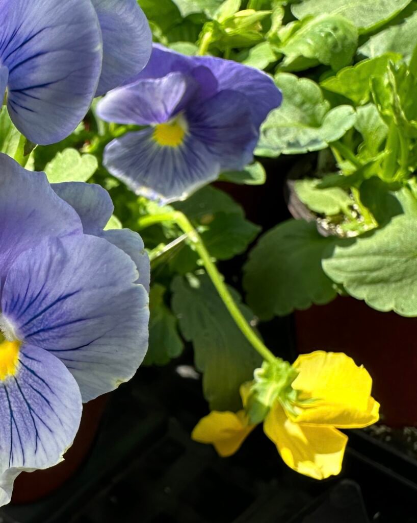 picture from iPhone 14 pro max